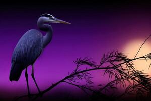Gray heron perched on a branch against a vibrant sunset sky photo