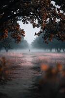 Misty morning walk through a serene forest path lined with trees photo