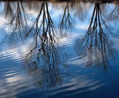 Trees and sky reflect in calm lake during sunny weather photo