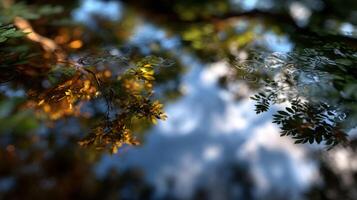 Trees overhanging water reflecting sky with ripples photo
