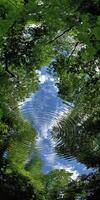 Looking up at a blue Summer Sky through leafy Trees photo