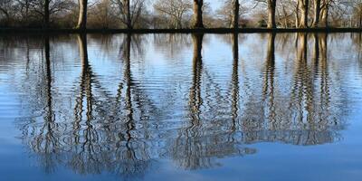 Trees reflected in calm water at a lake in the netherlands photo