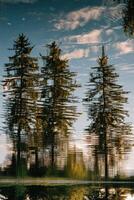Trees reflection on calm lake water on a sunny day photo
