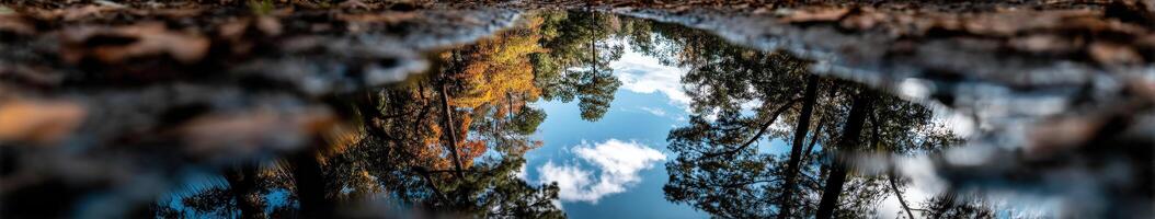 Trees and sky reflected in a puddle in the woods photo