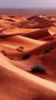 Afternoon view of sand dunes with bushes in the Arabian Desert photo
