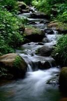 Water cascades down a rocky stream in lush green forest photo