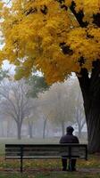 Man sits on bench in park during Autumn with yellow leaves photo