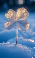 Winter sunlight on frosty clover. A delicate clover stands tall in the snow, glimmering in the soft sunlight, showcasing nature's beauty in winter. photo