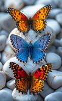 Colorful butterflies resting on stones. Three vibrant butterflies with unique colors are perched on smooth white stones in a serene setting. photo
