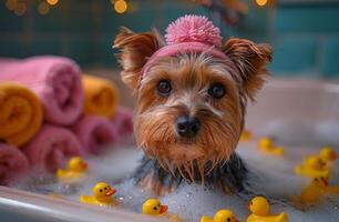 Yorkie loves playful baths. Yorkshire Terrier relaxes in a bubble bath surrounded by rubber ducks and vibrant towels in a cozy bathroom setting. photo
