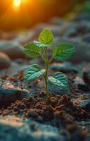 Seedling grows strong in warm sunlight. A small green seedling rises from dark soil, illuminated by the warm glow of the evening sun. photo