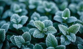 Frosty mint leaves at dawn. Fresh mint leaves are blanketed with frost, capturing the beauty of a chilly morning in nature. photo