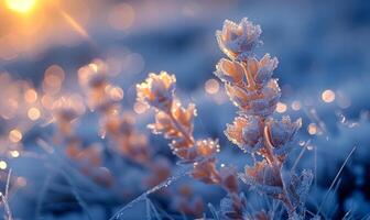 Frost-covered plants shimmering at dawn. Frosty morning light illuminates delicate plants, creating a sparkling display in a cold outdoor environment. photo