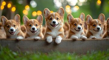Corgi pups play in spring park. Cute corgi puppies gather together in a park with soft grass and beautiful lights, enjoying a joyful moment outside. photo