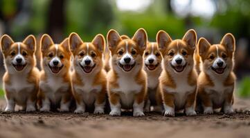 Corgi pups playing in the park. Eight happy corgi puppies stand in a row, enjoying a sunny day at the park while wagging their tails and playing. photo