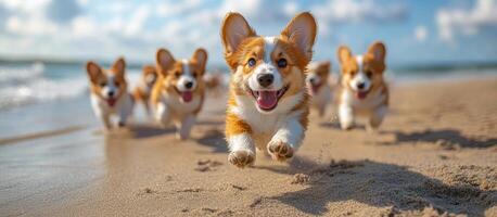 Corgis playfully running on the beach. A group of joyful corgis races across a sandy beach under a clear sky, enjoying a sunny day by the ocean. photo