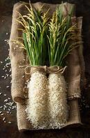 Rice bundles and grains on burlap fabric. Two bundles of rice with fresh grains are arranged on burlap, showcasing an agricultural theme and natural elements. photo