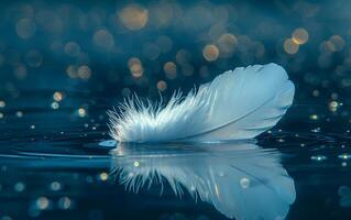 Delicate white feather floating on water. A white feather floats on calm water, reflecting soft light and sparkling droplets in a serene scene. photo