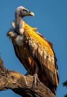 Vulture on a branch, blue sky. A large vulture stands majestically on a tree branch, showcasing its colorful feathers against a clear blue sky. photo