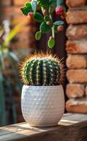 Cactus in pot by brick wall. A vibrant cactus with sharp spines sits in a textured white pot, illuminated by warm sunlight near a brick wall. photo