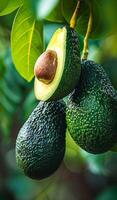 Avocados on tree branches. Ripe avocados dangle from lush green tree branches in a sunlit garden, showcasing their vibrant texture and color. photo