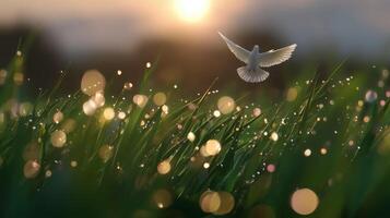 Dove soaring above dew-kissed grass during sunrise in a tranquil field photo