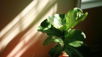 Fiddle leaf fig plant basking in soft sunlight by the window in a warm indoor setting photo