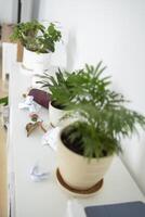 Unorganized shelf with indoor plants, paper trash, and random objects scattered. Untidiness and household clutter caused by everyday neglect photo