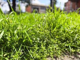 Vibrant patch of grass glows under direct spring sunlight. Contrast of light, shadow and seasonal awakening. Background with copy space photo