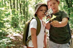 Exploring plants through magnifying glass. Kids in forest at summer daytime together photo