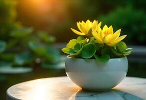 Yellow Lotus Flowers in White Pot on a Table Bright yellow water lily flowers filled with a vase photo