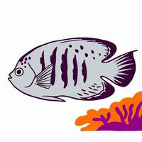 Grey Angelfish Illustration with Coral Reef vector