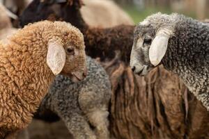 Close-up Profile of a Sheep. A young lamb in a field, focused on the foreground. A flock of sheep grazing in a green pasture. photo