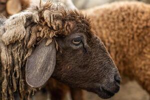 Sheep in the farm. Selective focus. Shallow depth of field photo