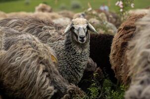 Flock of sheep on the farm, selective focus on sheep. photo