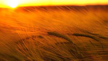 Sunset barley with spikes in field, back lit cereal crops plantation in sunset video