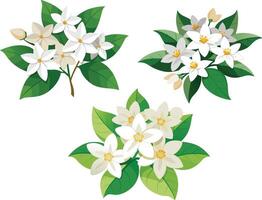 set of flowers and branches Jasmine isolated on a white background. vector