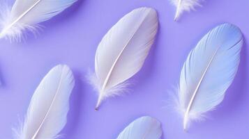Delicate blue jay feathers arranged on a solid purple surface photo