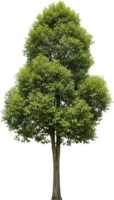 Vibrant Tree In Nature png