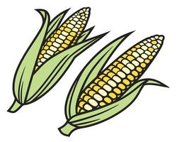 Two fresh corn on the cob illustrations showing graphics of harvest and agriculture vector