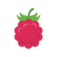 A raspberry is shown on a white background vector