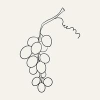 Grape brunch outline sketch, hand drawn grape with vine. Retro vintage grapevine minimal line. Grapes bunch black berry vector