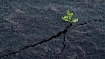 A small plant growing out of a crack in a rock photo
