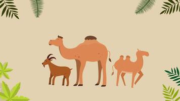 Camel family resting in calm desert scene video