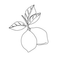 Lemon branch with leaves featuring two ripe lemons in simple line art design vector