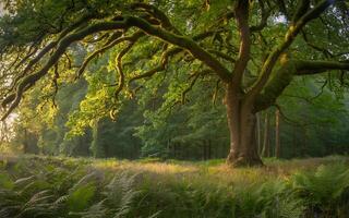 Ancient mossy oak tree in a sunlit forest photo