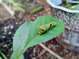 a caterpillar on a leaf in a garden photo
