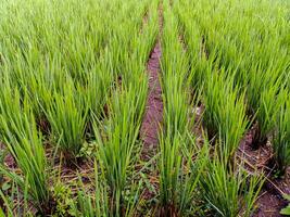a field of green rice plants with a path in the middle photo