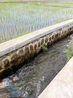 Irrigation canal beside rice fields with flowing water in rural area. photo