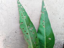 two leaves with holes in them on a concrete wall photo